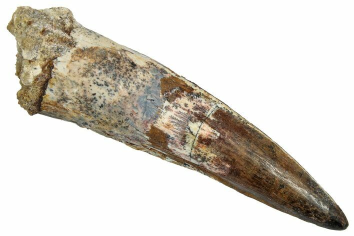 Fossil Spinosaurus Tooth - Real Dinosaur Tooth #345482